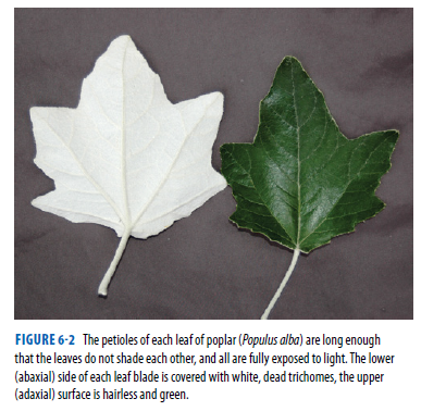 FIGURE 6-2 The petioles of each leaf of poplar (Populus alba) are long enough
that the leaves do not shade each other, and all are fully exposed to light. The lower
(abaxial) side of each leaf blade is covered with white, dead trichomes, the upper
(adaxial) surface is hairless and green.

