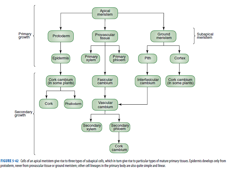 Apical
meristem
Primary
growth
Provascular
tissue
Ground
meristem
Subapical
meristem
Protoderm
Epidermis
Primary
xylem
Primary
phloem
Pith
Cortex
Cork cambium
(in some plants)
Fasicular
cambium
Interfasicular
cambium
Cork cambium
(in some plants)
Cork
(Phelloderm
Vascular
cambium
Secondary,
growth
Secondary
хylem
Secondary
phloem
Cork
cambium
FIGURE 5-42 Cells of an apical meristem give rise to three types of subapical cells, which in turn give rise to particulartypes of mature primary tissues. Epidermis develops only from
protoderm, never from provascular tissue or ground meristem; other cell lineages in the primary body are also quite simple and linear.
