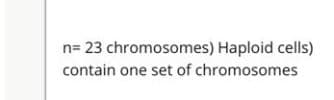 n= 23 chromosomes) Haploid cells)
contain one set of chromosomes
