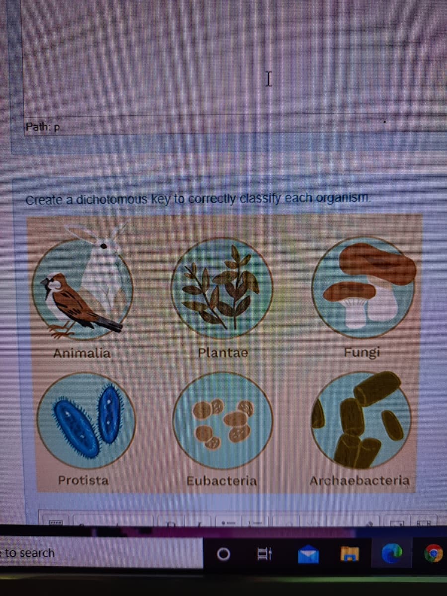 Path: p
Create a dichotomous key to correctly classify each organism.
Animalia
Plantae
Fungi
Protista
Eubacteria
Archaebacteria
to search
