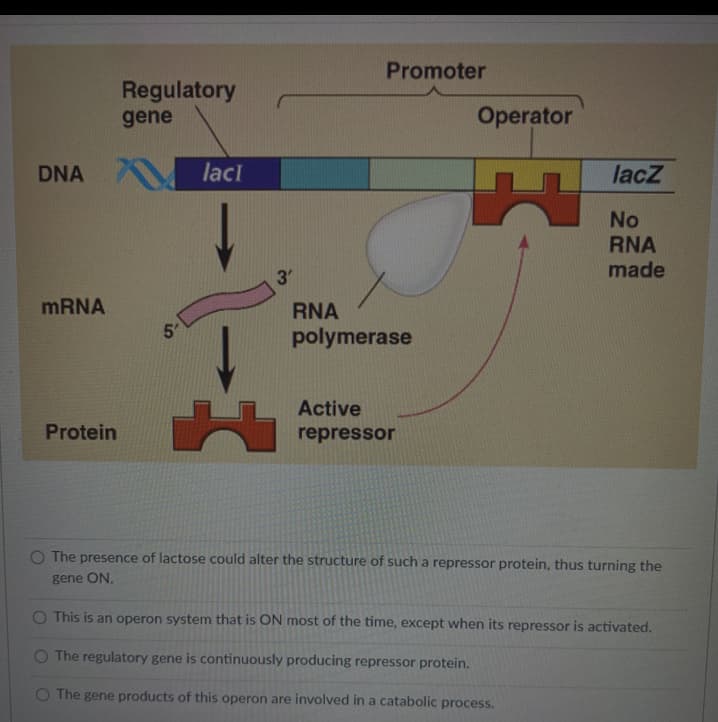Promoter
Regulatory
gene
Operator
DNA lacI
lacZ
No
RNA
3
made
MRNA
RNA
5'
polymerase
Active
Protein
repressor
O The presence of lactose could alter the structure of such a repressor protein, thus turning the
gene ON.
O This is an operon system that is ON most of the time, except when its repressor is activated.
O The regulatory gene is continuously producing repressor protein.
O The gene products of this operon are involved in a catabolic process.
