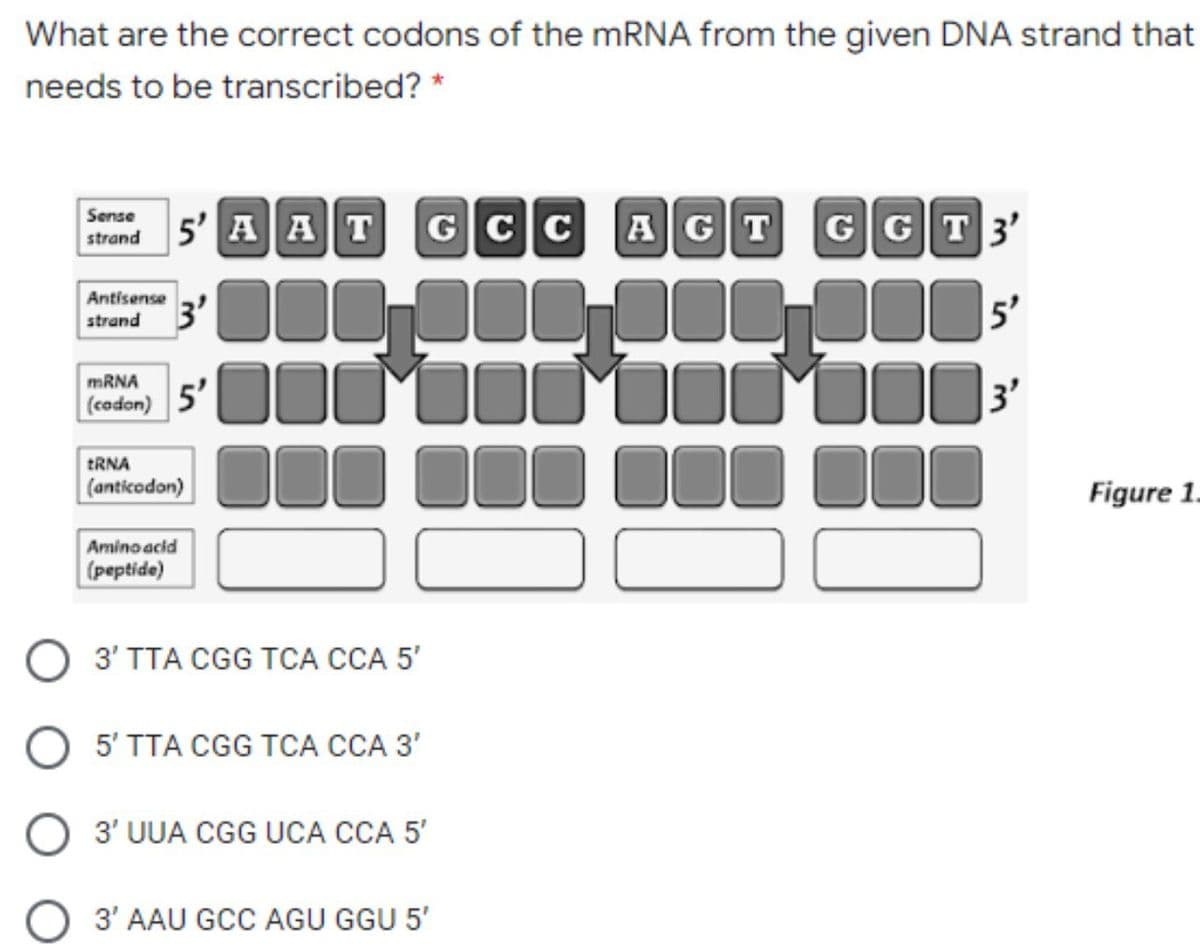 What are the correct codons of the MRNA from the given DNA strand that
needs to be transcribed? *
Sense
strand 5' AAT
GCC
AGT
GGT3'
Antisense
strand
MRNA
000 000
TRNA
(anticodon)
Figure 1.
Amino acid
(peptide)
3' TTA CGG TCA CCA 5'
5' TTA CGG TCA CCA 3'
3' UUA CGG UCA CCA 5'
3' AAU GCC AGU GGU 5'
