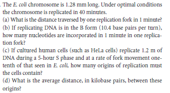 The E. coli chromosome is 1.28 mm long. Under optimal conditions
the chromosome is replicated in 40 minutes.
(a) What is the distance traversed by one replication fork in 1 minute?
(b) If replicating DNA is in the B form (10.4 base pairs per turn),
how many nucleotides are incorporated in 1 minute in one replica-
tion fork?
(c) If cultured human cells (such as Hela cells) replicate 1.2 m of
DNA during a 5-hour S phase and at a rate of fork movement one-
tenth of that seen in E. coli, how many origins of replication must
the cells contain?
(d) What is the average distance, in kilobase pairs, between these
origins?
