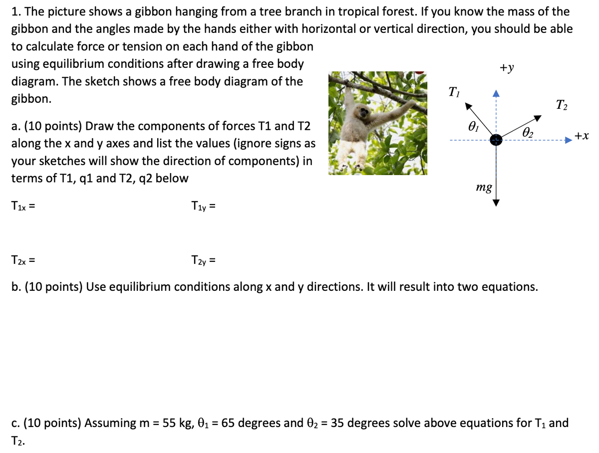 1. The picture shows a gibbon hanging from a tree branch in tropical forest. If you know the mass of the
gibbon and the angles made by the hands either with horizontal or vertical direction, you should be able
to calculate force or tension on each hand of the gibbon
using equilibrium conditions after drawing a free body
+y
diagram. The sketch shows a free body diagram of the
gibbon.
T1
T2
a. (10 points) Draw the components of forces T1 and T2
along the x and y axes and list the values (ignore signs as
02
+x
your sketches will show the direction of components) in
terms of T1, q1 and T2, q2 below
mg
T1x =
Tıy =
%3D
%3D
T2x =
Tzy =
b. (10 points) Use equilibrium conditions along x and y directions. It will result into two equations.
c. (10 points) Assuming m = 55 kg, 01 = 65 degrees and 02 = 35 degrees solve above equations for T1 and
%3D
%3D
T2.
