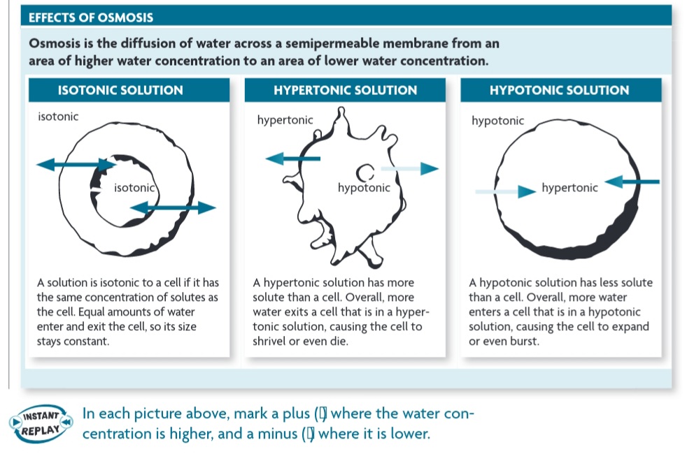 EFFECTS OF OSMOSIS
Osmosis is the diffusion of water across a semipermeable membrane from an
area of higher water concentration to an area of lower water concentration.
ISOTONIC SOLUTION
HYPERTONIC SOLUTION
isotonic
isotonic
A solution is isotonic to a cell if it has
the same concentration of solutes as
the cell. Equal amounts of water
enter and exit the cell, so its size
stays constant.
INSTANT
REPLAY
hypertonic
hypotonic
A hypertonic solution has more
solute than a cell. Overall, more
water exits a cell that is in a hyper-
tonic solution, causing the cell to
shrivel or even die.
HYPOTONIC SOLUTION
hypotonic
In each picture above, mark a plus (where the water con-
centration is higher, and a minus ( where it is lower.
hypertonic
A hypotonic solution has less solute
than a cell. Overall, more water
enters a cell that is in a hypotonic
solution, causing the cell to expand
or even burst.