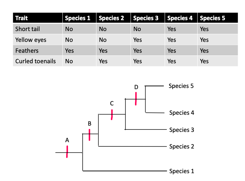 Trait
Short tail
Yellow eyes
Feathers
Curled toenails
Species 1 Species 2 Species 3 Species 4 Species 5
No
No
No
Yes
Yes
No
No
Yes
Yes
Yes
Yes
Yes
Yes
Yes
Yes
No
Yes
Yes
Yes
Yes
A
+
B
C
D
Species 5
Species 4
Species 3
Species 2
Species 1