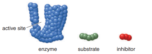 active site
enzyme
substrate
inhibitor
