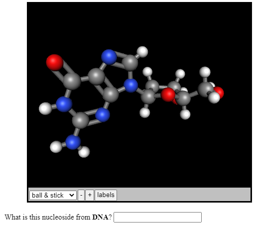 ball & stick
labels
What is this nucleoside from DNA?
