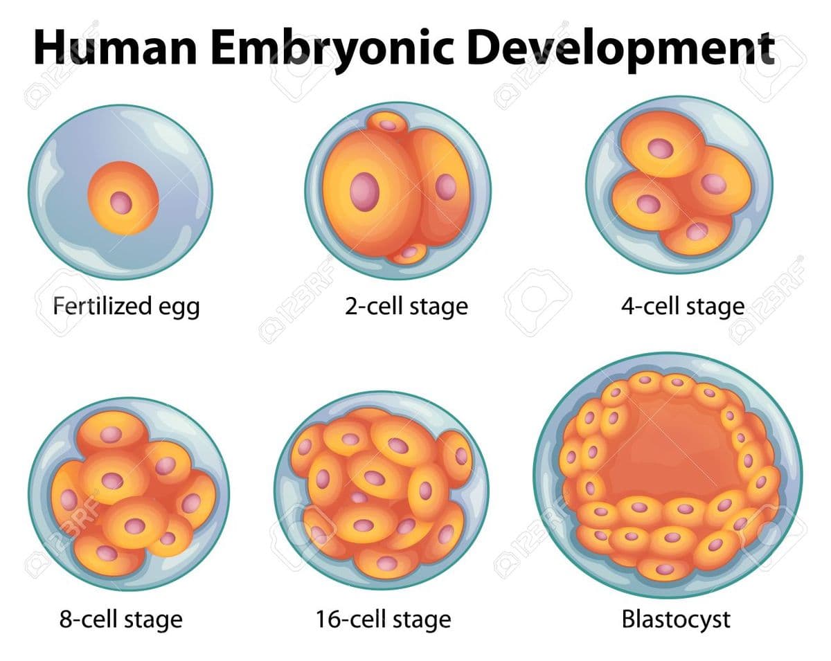 Human Embryonic Development
Fertilized egg
2-cell stage
Q123RF
4-cell stage
8-cell stage
Q123RF
16-cell stage
Blastocyst
Q2BRFO
