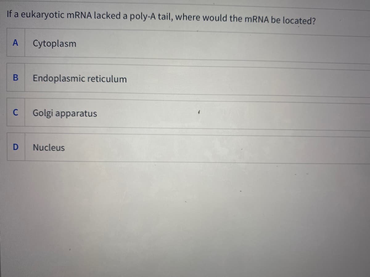 If a eukaryotic MRNA lacked a poly-A tail, where would the MRNA be located?
A
Cytoplasm
Endoplasmic reticulum
C
Golgi apparatus
Nucleus
