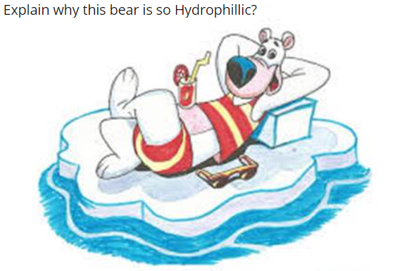 Explain why this bear is so Hydrophillic?
