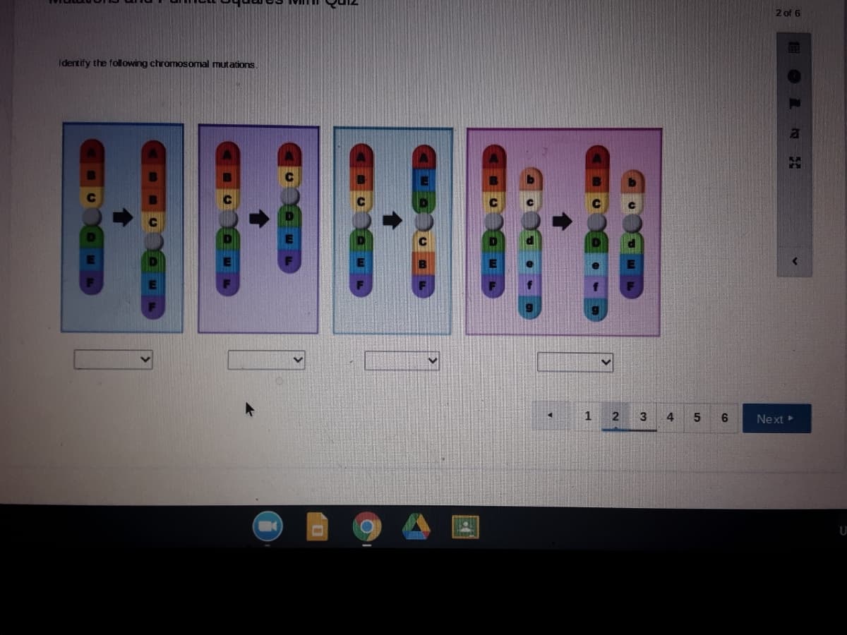 2 of 6
Identify the foll owing chromosomal mutations.
4.
6.
Next
OLNE
