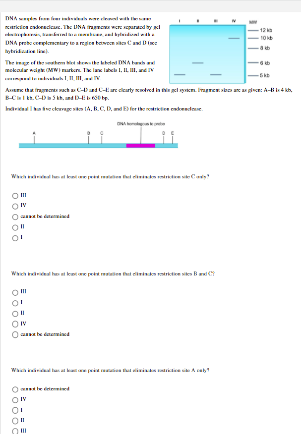 DNA samples from four individuals were cleaved with the same
MW
restriction endonuclease. The DNA fragments were separated by gel
clectrophoresis, transferred to a membrane, and hybridized with a
12 kb
10 kb
DNA probe complementary to a region between sites C and D (see
8 kb
hybridization line).
The image of the southern blot shows the labeled DNA bands and
6 kb
molecular weight (MW) markers. The lane labels I, II, III, and IV
-5 kb
correspond to individuals I, II, III, and IV.
Assume that fragments such as C-D and C-E are clearly resolved in this gel system. Fragment sizes are as given: A-B is 4 kb,
B-C is I kb, C-D is 5 kb, and D-E is 650 bp.
Individual I has five cleavage sites (A, B, C, D, and E) for the restriction endonuclease.
DNA homologous to probe
Which individual has at least one point mutation that eliminates restriction site C only?
O II
IV
cannot be determined
II
Which individual has at least one point mutation that climinates restriction sites B and C?
III
O IV
cannot be determined
Which individual has at least one point mutation that climinates restriction site A only?
cannot be determined
IV
II
III
