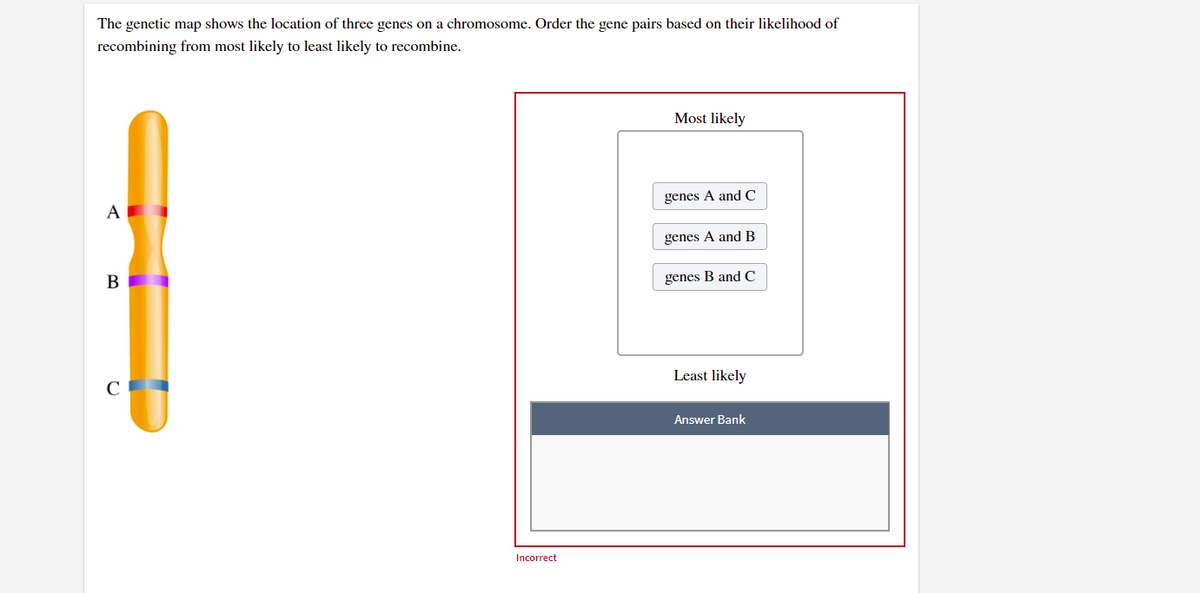 The genetic map shows the location of three genes on a chromosome. Order the gene pairs based on their likelihood of
recombining from most likely to least likely to recombine.
Most likely
genes A and C
A
genes A and B
В
genes B and C
Least likely
Answer Bank
Incorrect
