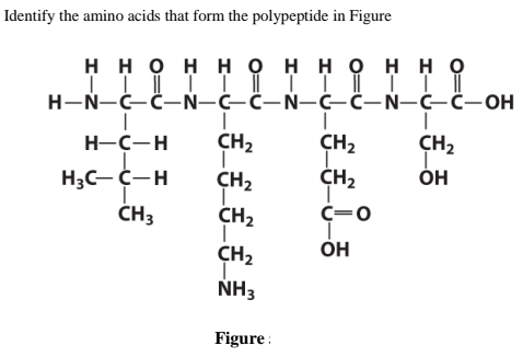 Identify the amino acids that form the polypeptide in Figure
нно н но нно нно
IIII IIII I II
|
H-C-H
CH2
CH2
CH2
H3C- C-H
ČH3
CH2
CH2
Он
CH2
C=0
CH2
он
NH3
Figure :
