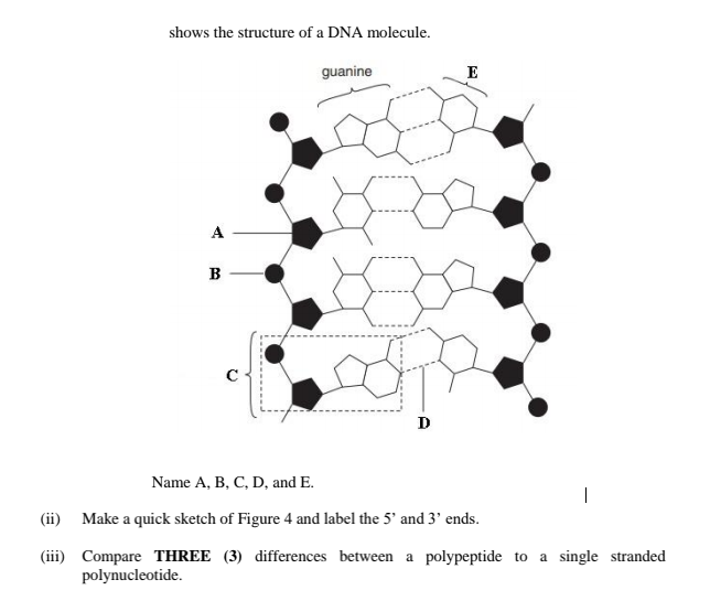 shows the structure of a DNA molecule.
guanine
E
A
B
Name A, B, C, D, and E.
|
(ii) Make a quick sketch of Figure 4 and label the 5' and 3' ends.
(iii) Compare THREE (3) differences between a polypeptide to a single stranded
polynucleotide.
