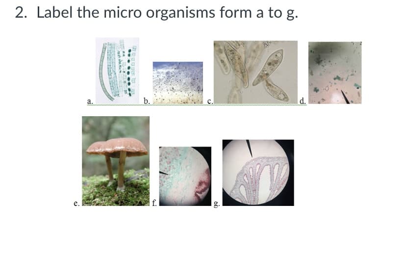 2. Label the micro organisms form a to g.
b.
d.
а.
