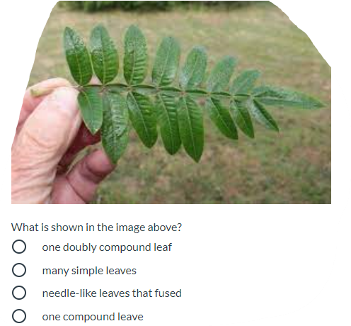 What is shown in the image above?
one doubly compound leaf
many simple leaves
needle-like leaves that fused
one compound leave
