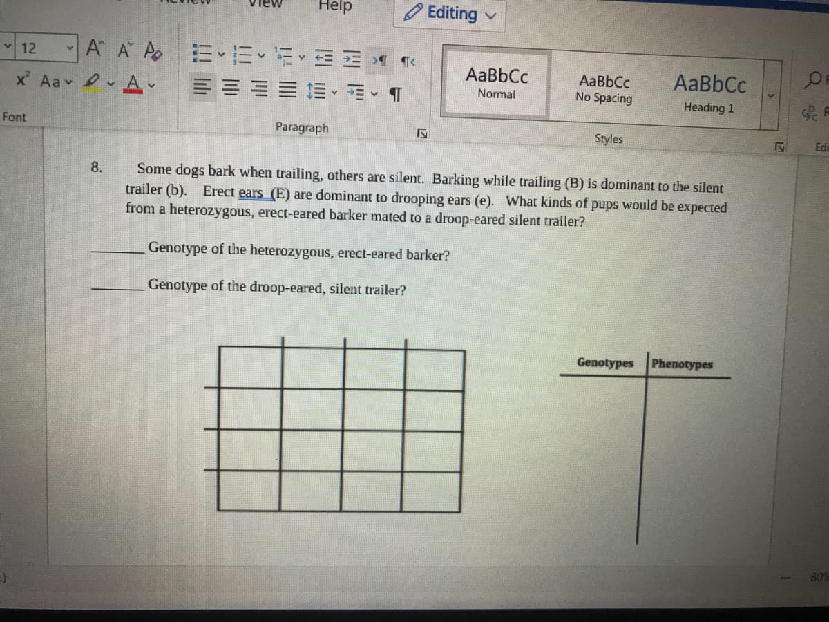 Help
O Editing
A A A E E
v 12
x Aa A-
AaBbCc
AaBbCc
No Spacing
AaBbCc
三
Normal
Heading 1
Font
Paragraph
Styles
Edi
Some dogs bark when trailing, others are silent. Barking while trailing (B) is dominant to the silent
trailer (b). Erect ears (E) are dominant to drooping ears (e). What kinds of pups would be expected
from a heterozygous, erect-eared barker mated to a droop-eared silent trailer?
8.
Genotype of the heterozygous, erect-eared barker?
Genotype of the droop-eared, silent trailer?
Genotypes
Phenotypes
80%
127
