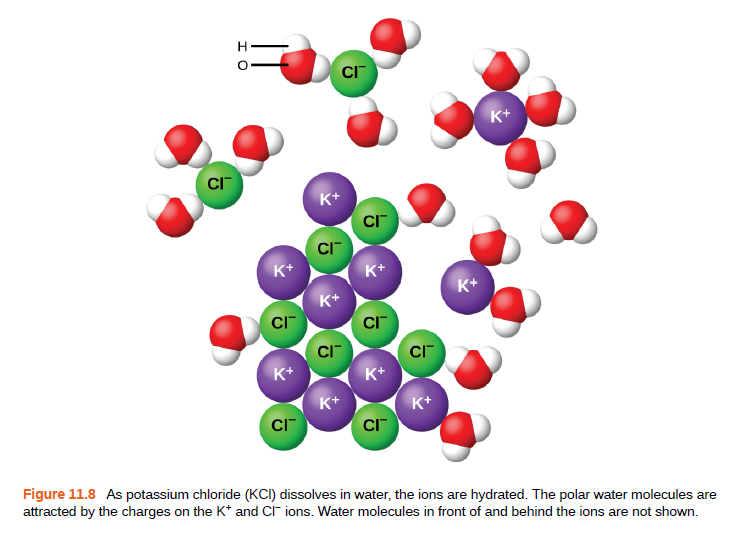 CI
K+
K+
CI
K*
K+
K+
K+
CI
CI
CI
CI
K+
K+
K+
K+
CI
CI
Figure 11.8 As potassium chloride (KCI) dissolves in water, the ions are hydrated. The polar water molecules are
attracted by the charges on the K* and CI ions. Water molecules in front of and behind the ions are not shown.
I O
