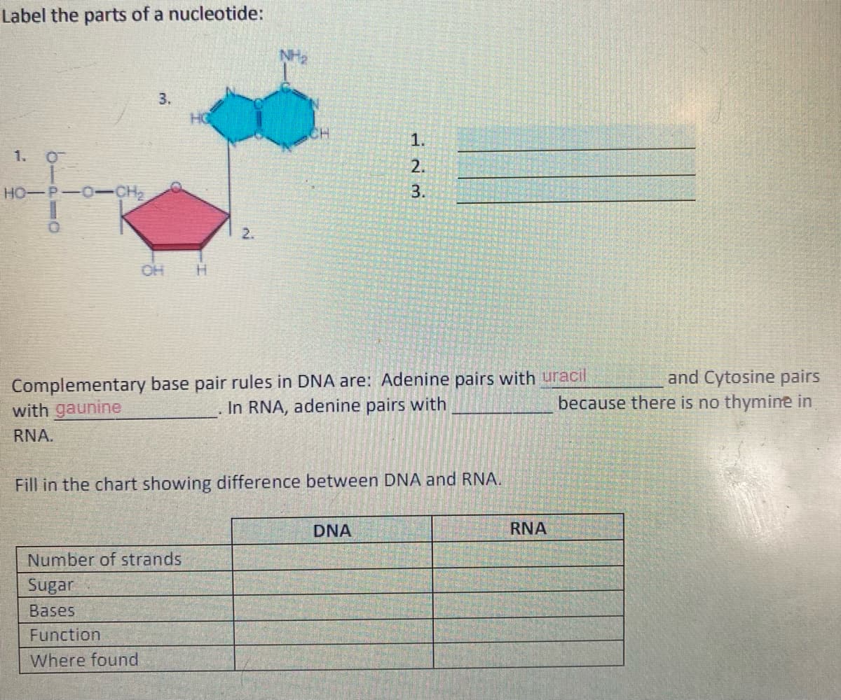 Label the parts of a nucleotide:
3.
HG
CH
1.
1. O
2.
HO P-O-CH
3.
2.
HO
Complementary base pair rules in DNA are: Adenine pairs with uracil
with gaunine
and Cytosine pairs
because there is no thymine in
In RNA, adenine pairs with
RNA.
Fill in the chart showing difference between DNA and RNA.
DNA
RNA
Number of strands
Sugar
Bases
Function
Where found
