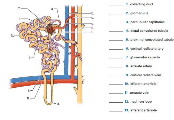 1. collecting duct
2. glomerulus
3. peritubular capillaries
4. distal convoluted tubule
m.
a.
b.
C.
d.
e.
k.
-5. proximal convoluted tubule
6. cortical radiate artery
glomerular capsule
8. arcuate artery
9. cortical radiate vein
10. efferent arteriole
11, arcuate vein
h.
12. nephron loop
g.
13. afferent arteriole
