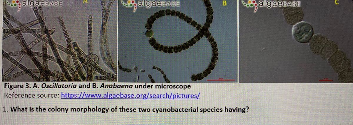 OalgaeBASE
dpalgaeBAsE
B
galgaeBASE
Figure 3. A. Oscillatoria and B. Anabaena under microscope
Reference source: https://www.algaebase.org/search/pictures/
1. What is the colony morphology of these two cyanobacterial species having?
