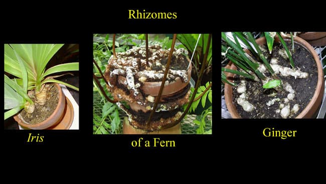 Rhizomes
Ginger
Iris
of a Fern
