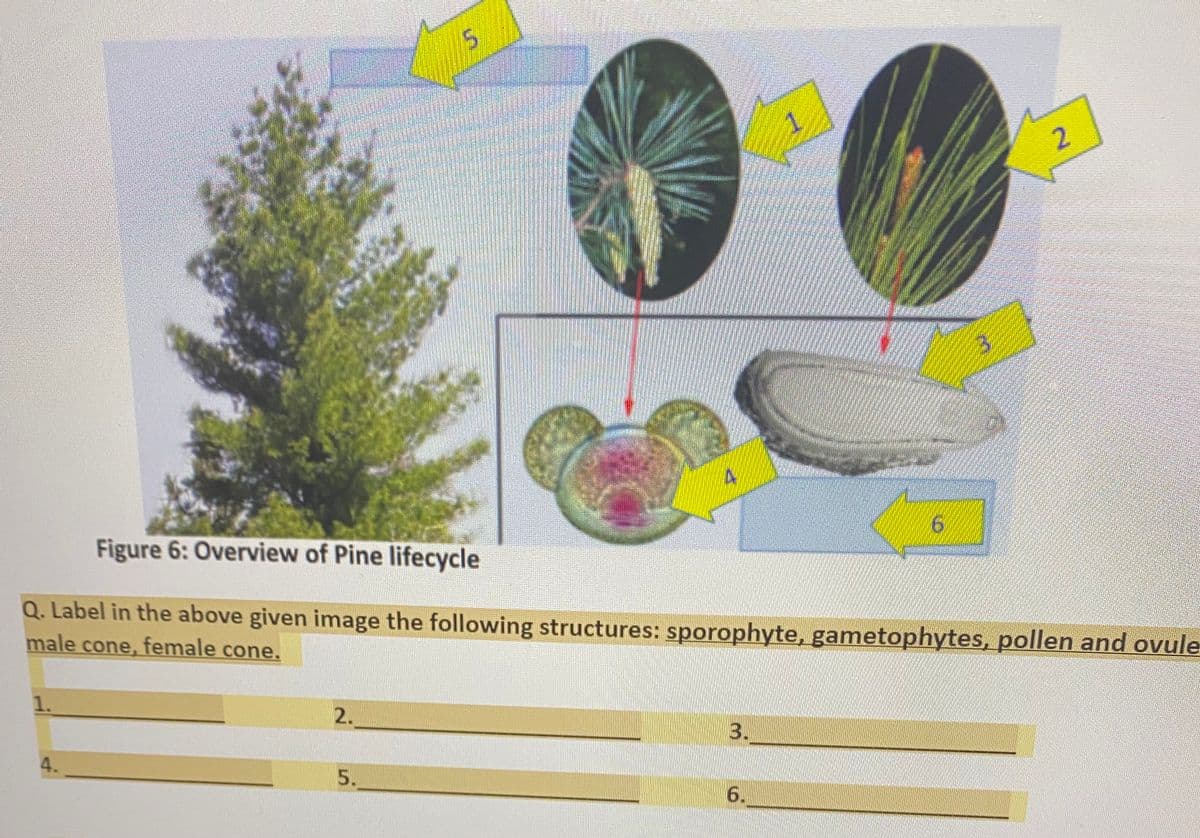 2.
9.
Figure 6: Overview of Pine lifecycle
Q. Label in the above given image the following structures: sporophyte, gametophytes, pollen and ovule
male cone, female cone.
1.
2.
3.
4.
5.
6.
