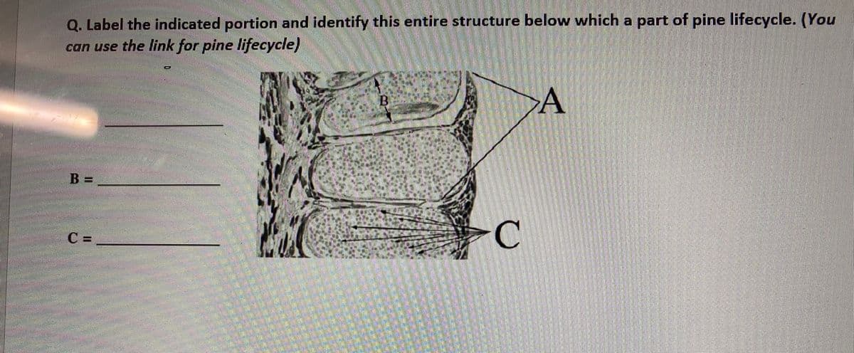Q. Label the indicated portion and identify this entire structure below which a part of pine lifecycle. (You
can use the link for pine lifecycle)
>A
B =
C =
C.
