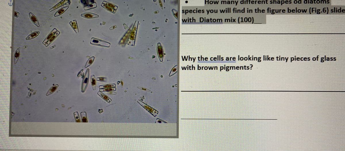 How many different shapes od diatoms
species you will find in the figure below (Fig.6) slide
with Diatom mix (100)
Why the cells are looking like tiny pieces of glass
with brown pigments?
