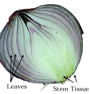 Leaves
Stem Tissue
