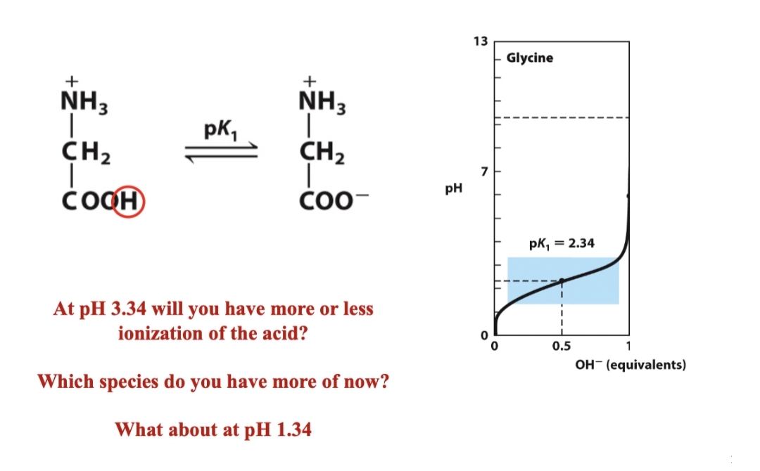 13
Glycine
+
+
NH3
NH3
pK,
CH2
CH2
7
pH
čoOH
CO0-
pk, = 2.34
At pH 3.34 will you have more or less
ionization of the acid?
0.5
OH- (equivalents)
Which species do you have more of now?
What about at pH 1.34
