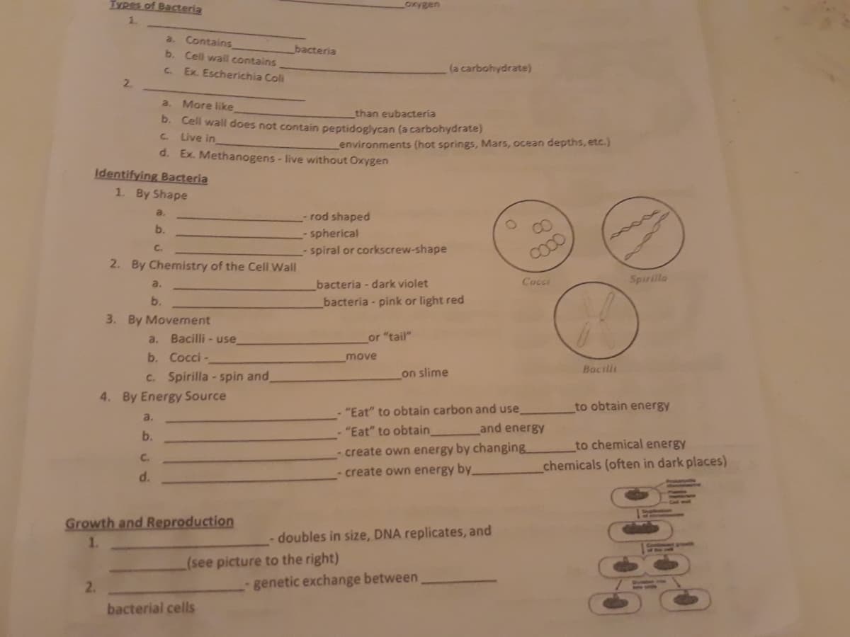 IYpes of Bacteria
oxygen
1.
a. Contains
b. Cell wall contains
bacteria
Ex. Escherichia Coli
(a carbohydrate)
C.
2.
a. More like
than eubacteria
b. Cell wall does not contain peptidoglycan (a carbohydrate)
C. Live in
environments (hot springs, Mars, ocean depths, etc.)
d. Ex. Methanogens- live without Oxygen
Identifying Bacteria
1. By Shape
a.
rod shaped
spherical
spiral or corkscrew-shape
b.
Cc.
2. By Chemistry of the Cell Wall
Cocci
Spirilla
a.
bacteria - dark violet
b.
bacteria - pink or light red
3. By Movement
a. Bacilli - use
or "tail"
b. Cocci -
move
Bactlii
C. Spirilla - spin and
on slime
4. By Energy Source
to obtain energy
- "Eat" to obtain carbon and use
and energy
a.
b.
"Eat" to obtain
to chemical energy
- create own energy by changing
C.
- create own energy by
chemicals (often in dark places)
d.
Growth and Reproduction
1.
doubles in size, DNA replicates, and
(see picture to the right)
2.
genetic exchange between
bacterial cells
