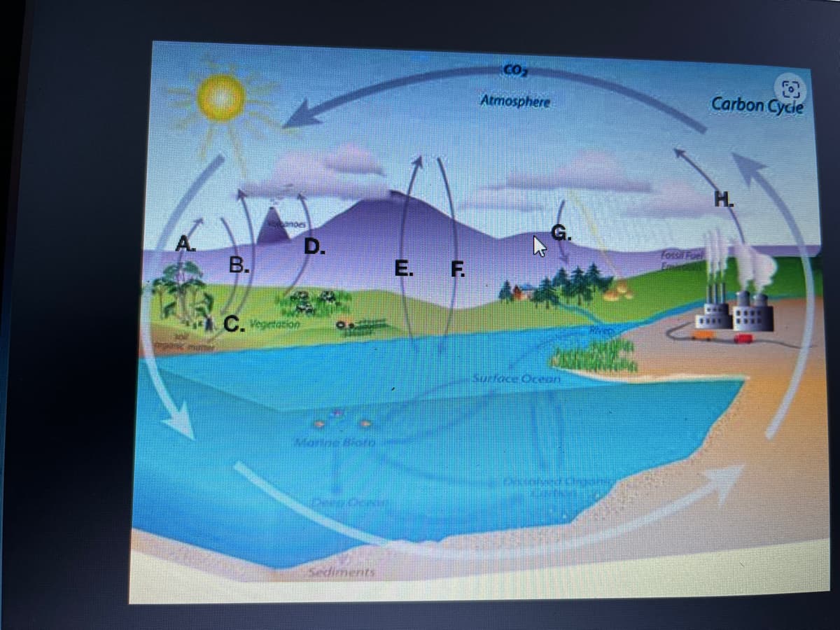 A.
panc matter
B.
condes
C. Vegetation
D.
ZAME
forme Pato
Sediments
E. F.
CO₂
Atmosphere
Surface Ocean
Pravachang
ZEES
Fossil Fuel
Carbon Cycle
THE