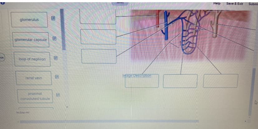 04
glomerulus
glomerular capsule 0
loop of nephron
renal vein
proximal
convoluted tubule
McGraw Hi
B
C
CE
D
Image Description
Help
Save & Exit
Submi
4