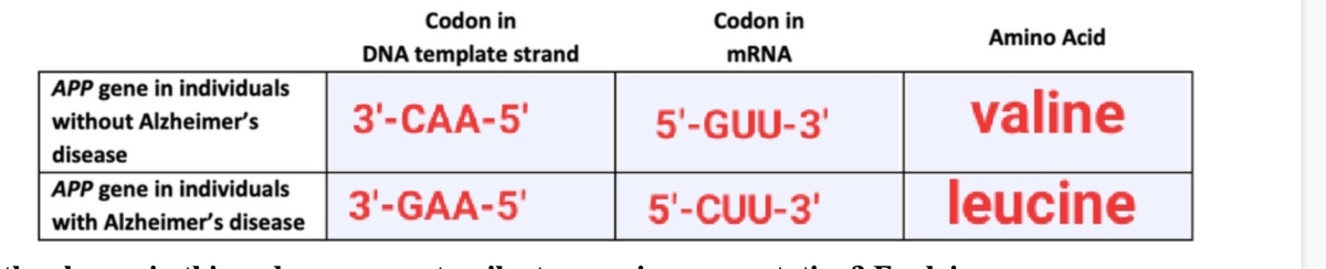 Codon in
Codon in
Amino Acid
DNA template strand
MRNA
APP gene in individuals
3'-CAA-5'
5'-GUU-3'
valine
without Alzheimer's
disease
APP gene in individuals
with Alzheimer's disease
leucine
3'-GAA-5'
5'-CUU-3'
