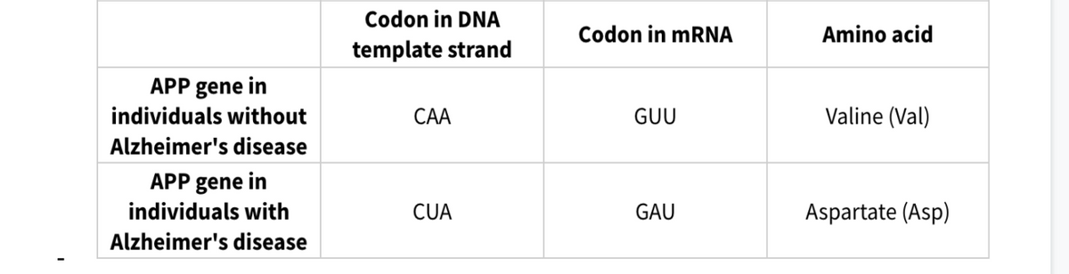 Codon in DNA
Codon in mRNA
Amino acid
template strand
APP gene in
individuals without
CAA
GUU
Valine (Val)
Alzheimer's disease
APP gene in
individuals with
CUA
GAU
Aspartate (Asp)
Alzheimer's disease
