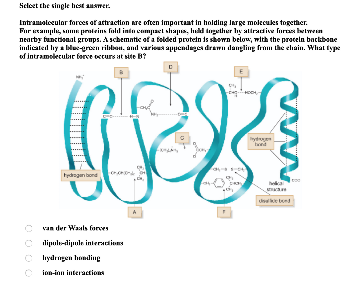 Select the single best answer.
Intramolecular forces of attraction are often important in holding large molecules together.
For example, some proteins fold into compact shapes, held together by attractive forces between
nearby functional groups. A schematic of a folded protein is shown below, with the protein backbone
indicated by a blue-green ribbon, and various appendages drawn dangling from the chain. What type
of intramolecular force occurs at site B?
E
NH,
CH,
-HOCH;-
O=C
H-N
hydrogen
bond
CCH,
CH,
CH,-S S-CH,
hydrogen bond
-CH,CH(CHl2 CH
CH,
CH
CHCH
-CH,
helical
structure
| disulfide bond
van der Waals forces
dipole-dipole interactions
hydrogen bonding
ion-ion interactions
