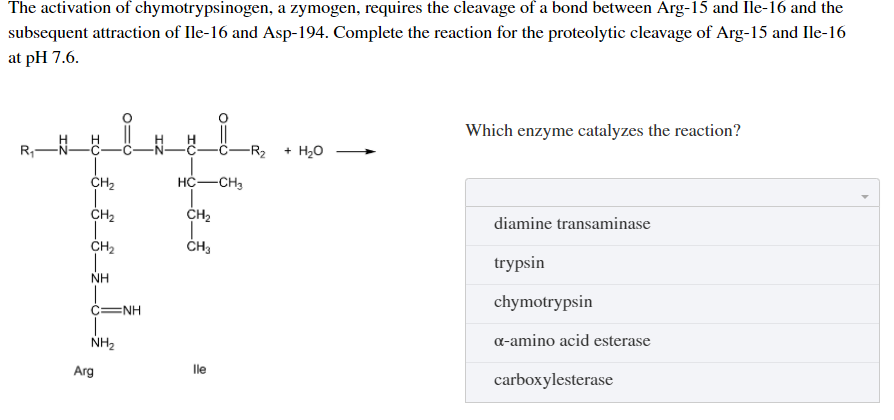 The activation of chymotrypsinogen, a zymogen, requires the cleavage of a bond between Arg-15 and Ile-16 and the
subsequent attraction of Ile-16 and Asp-194. Complete the reaction for the proteolytic cleavage of Arg-15 and Ile-16
at pH 7.6.
Which enzyme catalyzes the reaction?
-R2
+ H20
ČH2
HC-CH3
CH2
diamine transaminase
CH2
ČH3
trypsin
NH
chymotrypsin
C=NH
NH2
a-amino acid esterase
Arg
lle
carboxylesterase
R.
