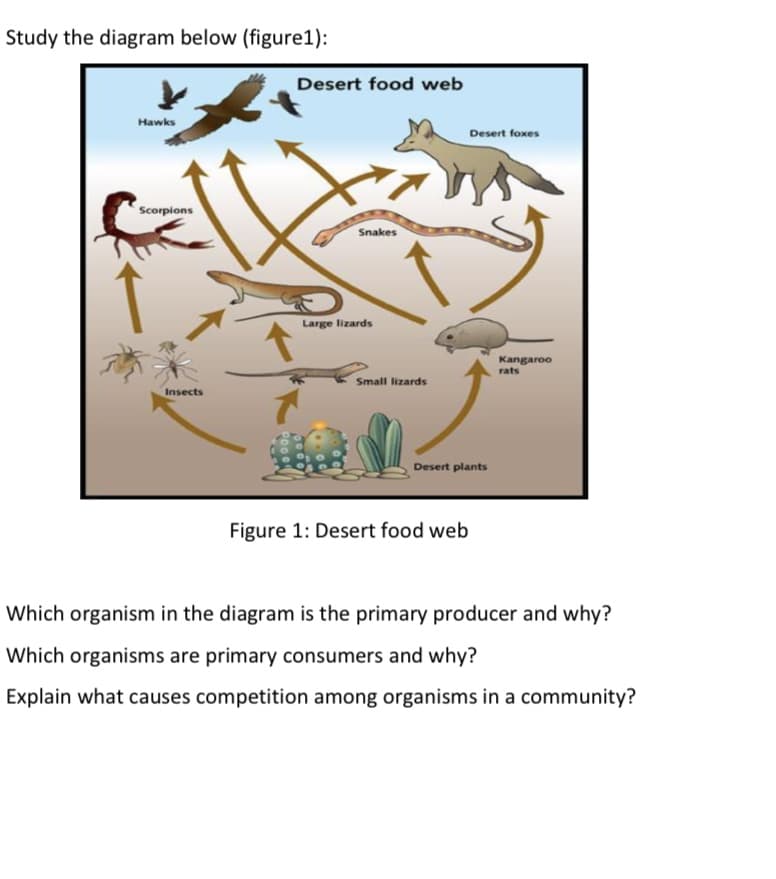 Study the diagram below (figure1):
Desert food web
Hawks
Desert foxes
Scorpions
Snakes
Large lizards
Kangaroo
rats
Small lizards
Insects
Desert plants
Figure 1: Desert food web
Which organism in the diagram is the primary producer and why?
Which organisms are primary consumers and why?
Explain what causes competition among organisms in a community?
