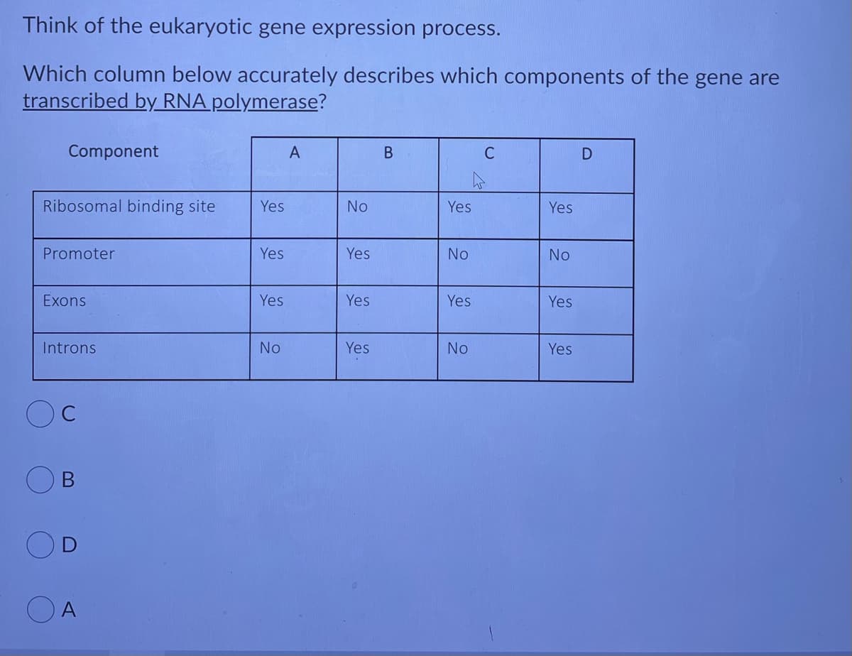 Think of the eukaryotic gene expression process.
Which column below accurately describes which components of the gene are
transcribed by RNA polymerase?
Component
A
C
Ribosomal binding site
Yes
No
Yes
Yes
Promoter
Yes
Yes
No
No
Exons
Yes
Yes
Yes
Yes
Introns
No
Yes
No
Yes
O A
B.
