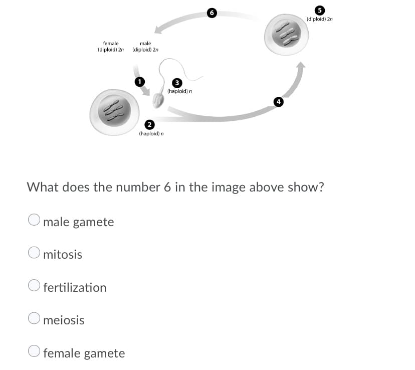 (diploid) 2n
female
male
(diploid) 2n
(diploid) 2n
3
(haploid) n
(haploid) n
What does the number 6 in the image above show?
male gamete
mitosis
fertilization
meiosis
female gamete
