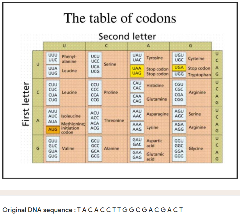 The table of codons
Second letter
U
G.
UUU
UUC
Phenyl-
alanine
UCU
UCC
UAU
UAC
UGU
UGC Cysteine
Tyrosine
Serine
UUA
UUG
UCA
UCG
UAA Stop codon UGA Stop codon A
UAG Stop codon
Leucine
UGG Tryptophan G
CUU
CUC
CAU
CAC
CGU
CGC
CCU
CC
CCA
CCG
Histidine
Leucine
Proline
Arginine
CGA
CGG
CUA
CAA
CAG
CUG
Glutamine
AGU
AGC
AUU
ACU
ACC
AAU
AAC
Asparagine
Serine
AUC Isoleucine
AUA
Threonine
Methionine: ACA
AGA
AGG
AAA
A
AUG initiation
codon
ACG
Lysine
Arginine
AAG
G
U
GAU Aspartic
GAC acid
GUU
GUC
GUA
GUG
GCU
GCC
GCA
GCG
GGU
GGC
GGA
GGG
Valine
Alanine
Glycine
GAA Glutamic
GAG
A
acid
Original DNA sequence :TACACCITGGCGACG ACT
First letter
