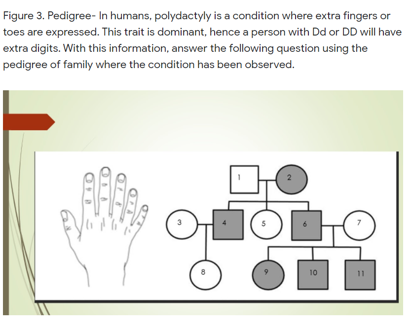 Figure 3. Pedigree- In humans, polydactyly is a condition where extra fingers or
toes are expressed. This trait is dominant, hence a person with Dd or DD will have
extra digits. With this information, answer the following question using the
pedigree of family where the condition has been observed.
3
5
6
8
10
11
