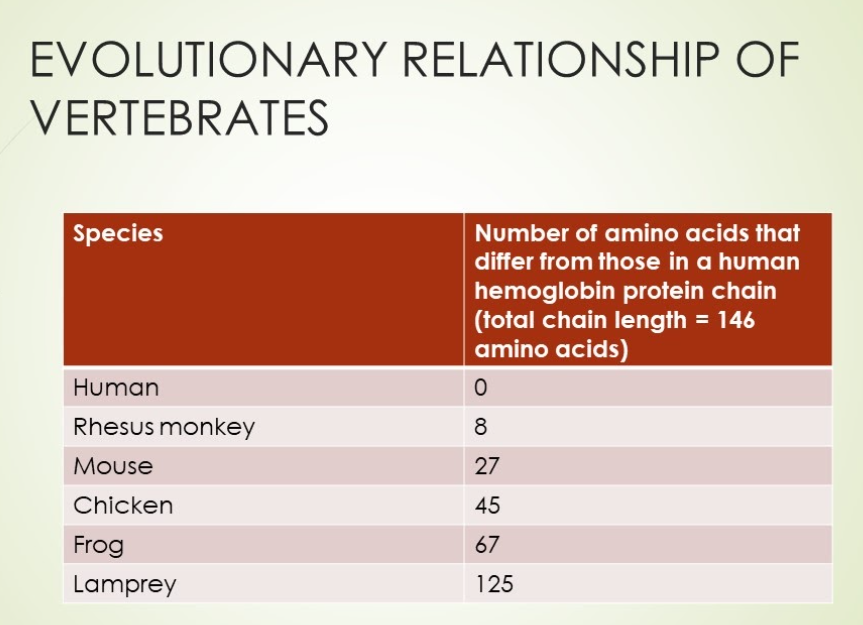 EVOLUTIONARY RELATIONSHIP OF
VERTEBRATES
Species
Number of amino acids that
differ from those in a human
hemoglobin protein chain
(total chain length = 146
amino acids)
Human
Rhesus monkey
8
Mouse
27
Chicken
45
Frog
67
Lamprey
125
