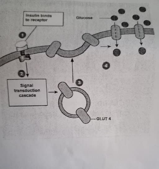 Insulin binds
to receptor
Signal
transduction
cascade
Glucose
GLUT 4