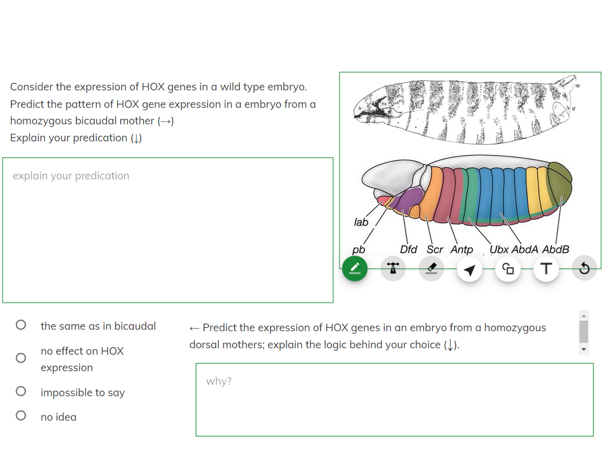 Consider the expression of HOX genes in a wild type embryo.
Predict the pattern of HOX gene expression in a embryo from a
homozygous bicaudal mother (→)
Explain your predication (↓)
explain your predication
O
the same as in bicaudal
no effect on HOX
expression
impossible to say
no idea
lab
why?
pb
Dfd Scr Antp
T
Ubx AbdA AbdB
GTS
← Predict the expression of HOX genes in an embryo from a homozygous
dorsal mothers; explain the logic behind your choice (↓).