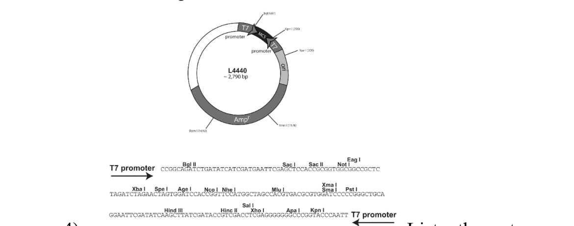 Spel
Age
8pm101692)
T7
Hind III
promoter
L4440
- 2,790 bp
Amp
Bgl 1 (47)
MCS7
1
promoter
pn1200)
Xm(1178)
Sac
(200)
Sac
T7 promoter ccGGCACATCTGATATCATCGATGAATTCGAGCTCCACCGCGGTGGCGGCCGCTC
Xmal
Smal
Eag I
Not
TAGATCTAGAACTAGTGGATCCACCGGTTCCATGGCTAGCCACGTGACGCGTGGATCCCCCGGGCTGCA
Sall
Hinc II Xho I
GGAATTCGATATCAAGCTTATCGATACCGTCGACCTCGAGGGGGGGCCCGGTACCCAATT T7 promoter
Apal Kpn I