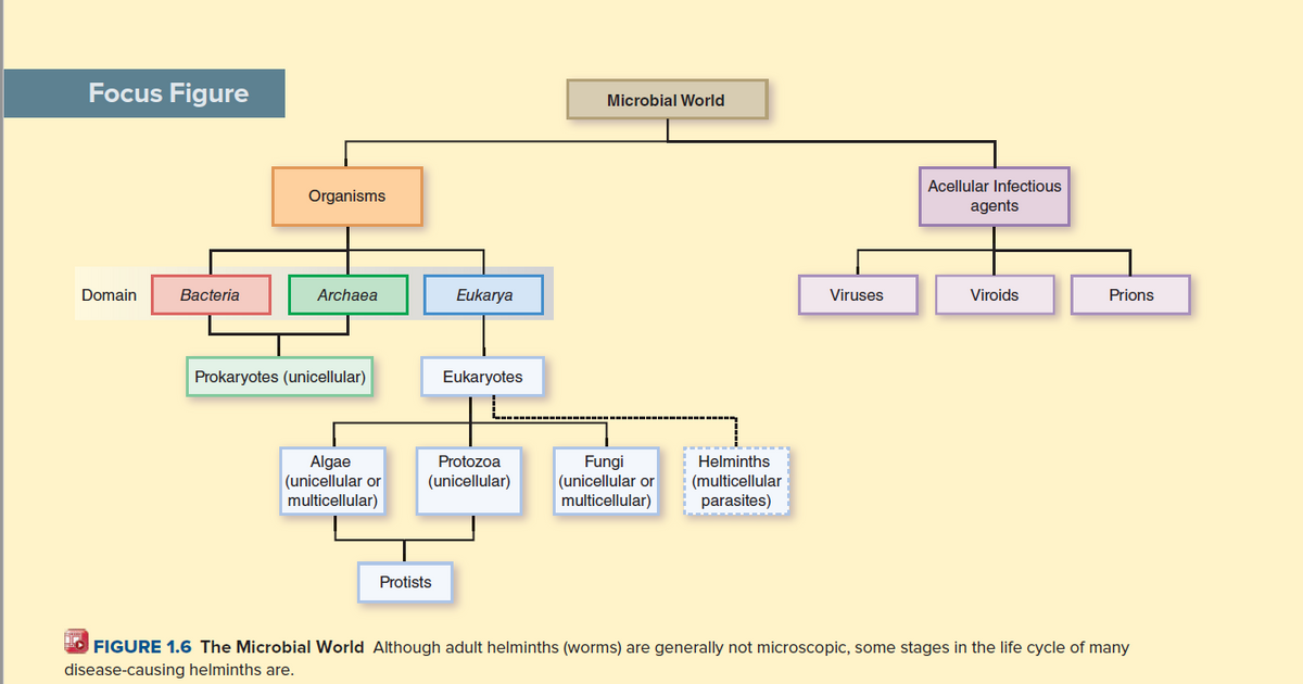 Focus Figure
Microbial World
Acellular Infectious
Organisms
agents
Domain
Bacteria
Archaea
Eukarya
Viruses
Viroids
Prions
Prokaryotes (unicellular)
Eukaryotes
Algae
(unicellular or
multicellular)
Protozoa
Fungi
(unicellular or
multicellular)
Helminths
(unicellular)
(multicellular
parasites)
Protists
FIGURE 1.6 The Microbial World Although adult helminths (worms) are generally not microscopic, some stages in the life cycle of many
disease-causing helminths are.
